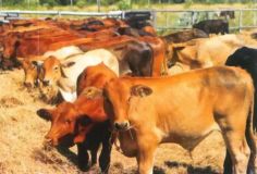 Estancia 11.400 ha di allevamento di bestiame | EfG 13108-K