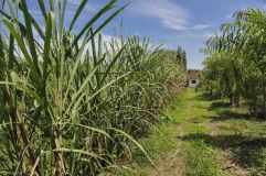 Ferme 17 hectares de palmitos - BRA12Pupunia