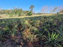 Fazenda Para venda de 171 ha -13127