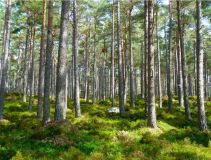 Forêt mixte bien entretenue de 220 ha - rou-ra-a57