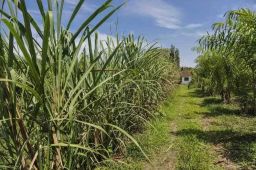 Kauf ertragreiche 17 ha Palmitofarm - BRA12Pupunia