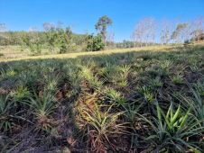 Fazenda Para venda de 171 ha -13127