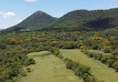 Fazenda para venda com 166 hectares - 13129