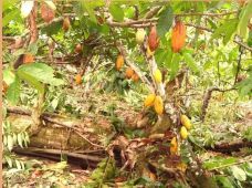 Bahía hacienda de cacao 75 ha, vista mar -13131