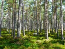 Bosque mixto mantenido de 220 ha - rou-ra-a57