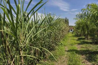 Ferme 17 hectares de palmitos - BRA12Pupunia